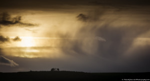 Distant trees